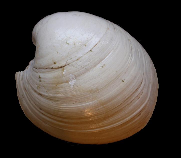 Glossus humanus (Linn, 1758)  Pliocene Astigiano